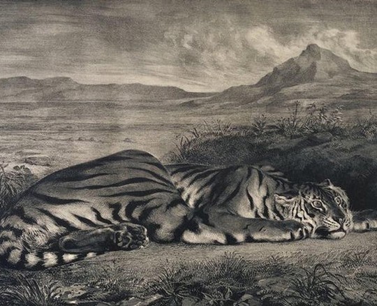 tigre royal